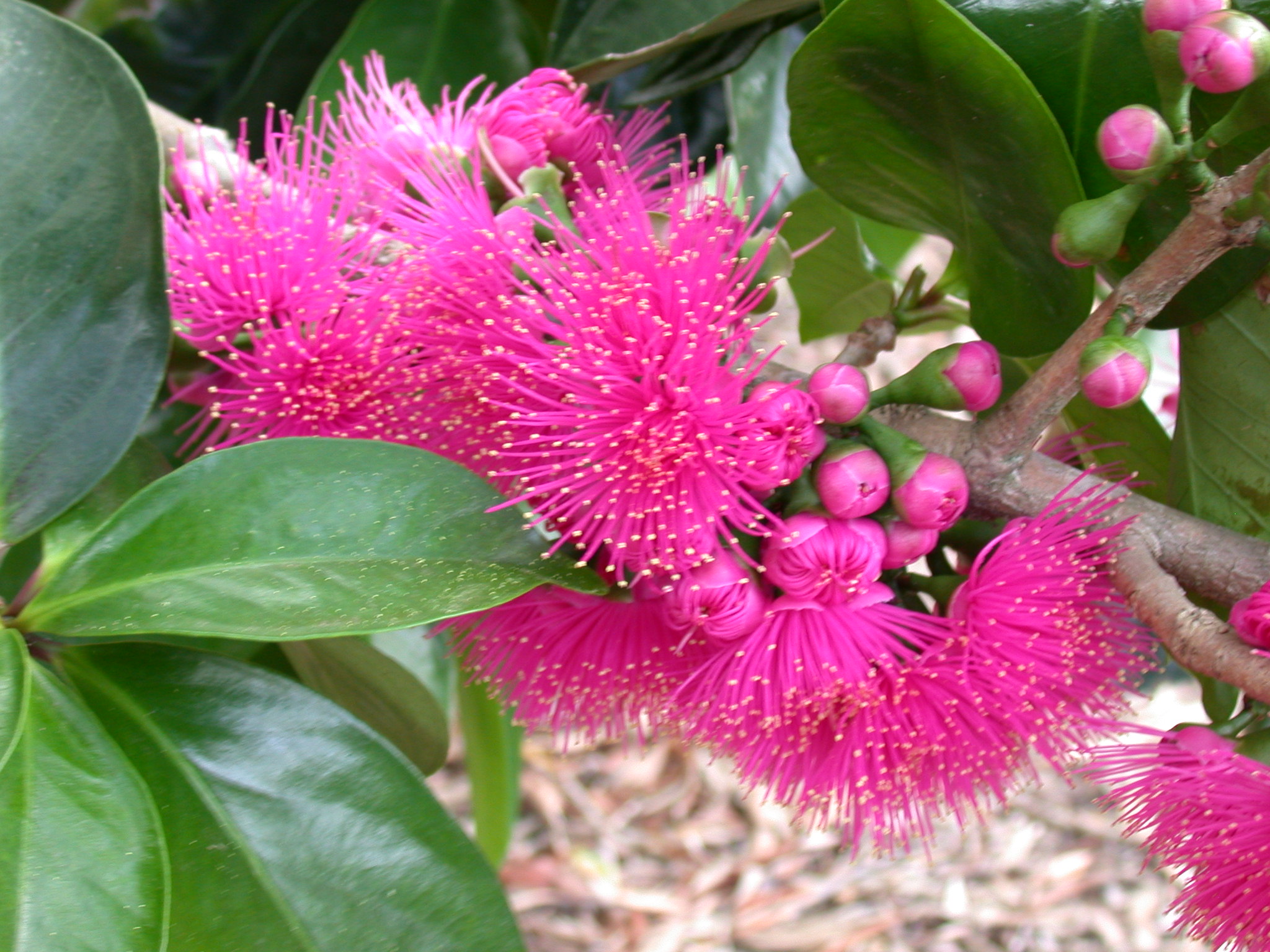Syzygium malaccense